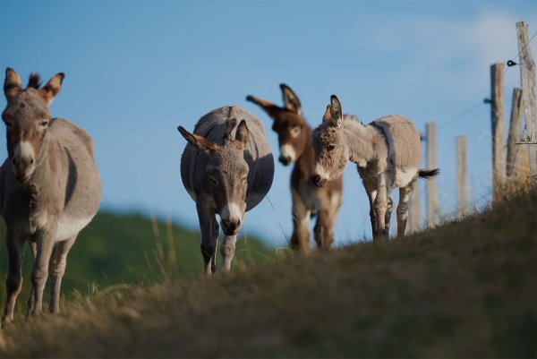 Ânes dans le pré